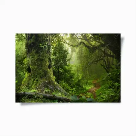 Poster foresta incantata: sentiero tra alberi secolari • Wallissimo®