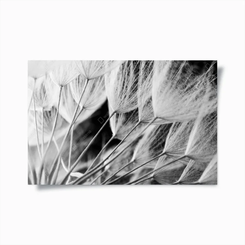 Poster soffioni in bianco e nero