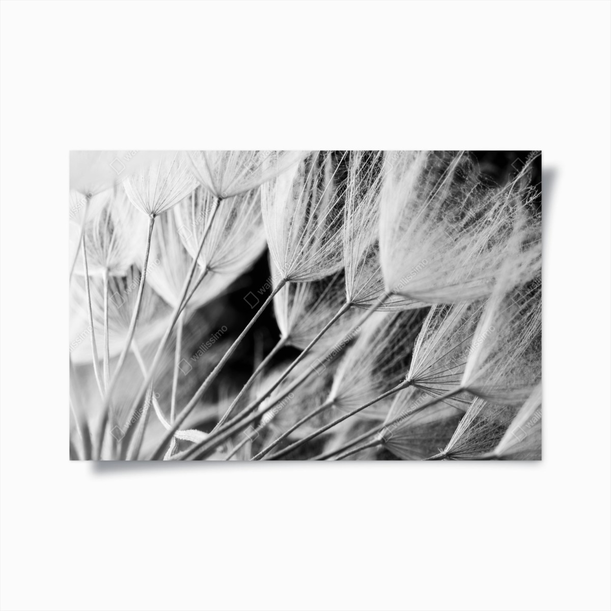 Poster soffioni in bianco e nero • Wallissimo®