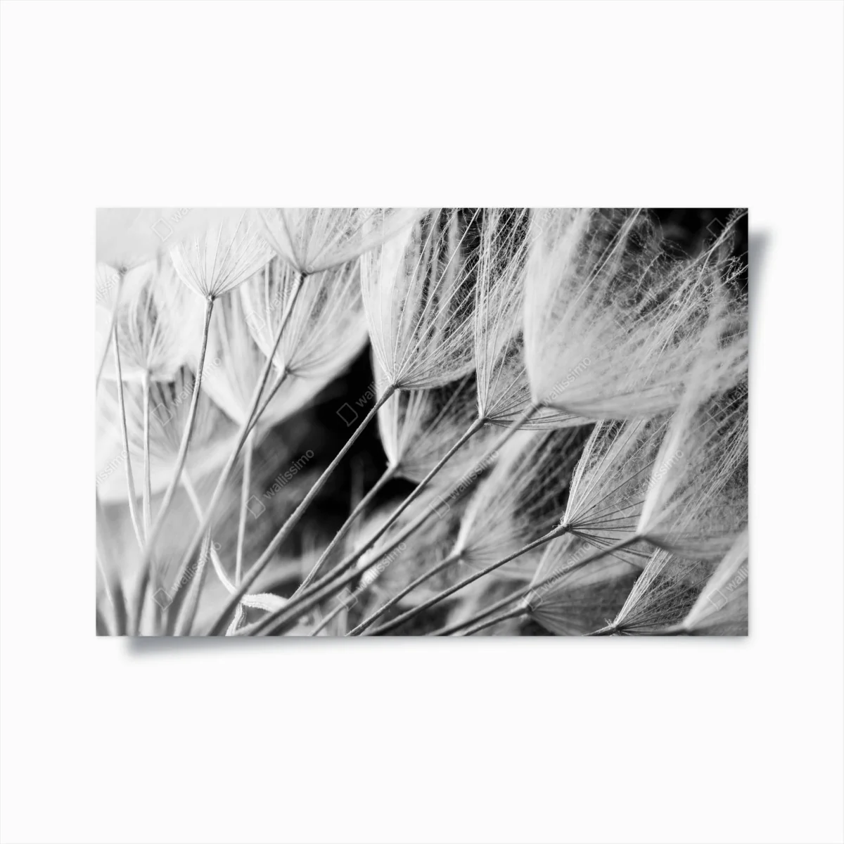 Poster soffioni in bianco e nero • Wallissimo® Poster soffioni in bianco e nero • Wallissimo®