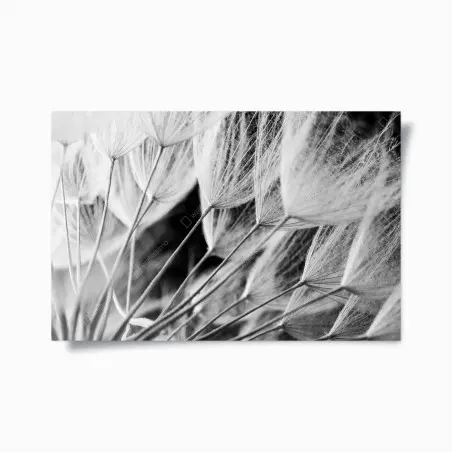 Poster soffioni in bianco e nero • Wallissimo®