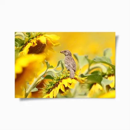Poster passero sul girasole dorato • Wallissimo®