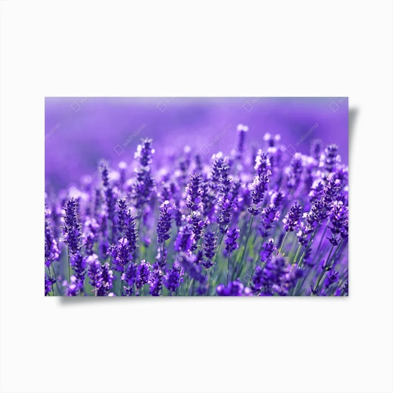Poster un mare di lavanda in dettaglio