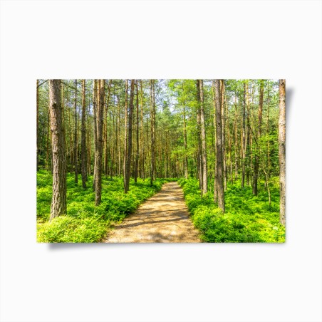 Poster sentiero silenzioso nella foresta di pini • Wallissimo®