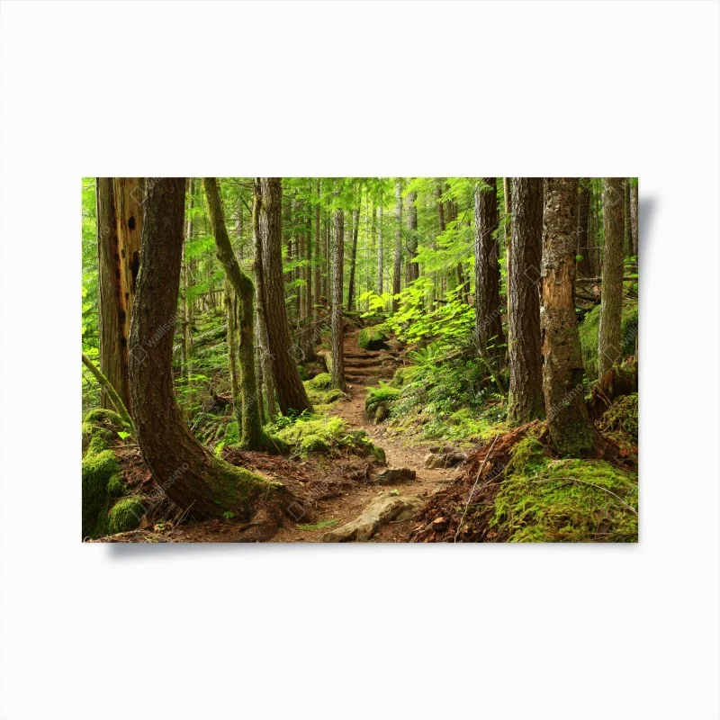 Poster sentiero nella foresta verde