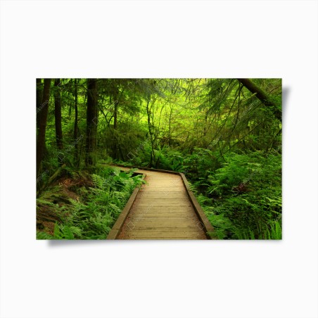 Poster sentiero nel bosco verde • Wallissimo®