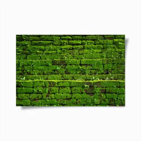 Poster muro verde di muschio per decorazione murale naturale • Wallissimo®