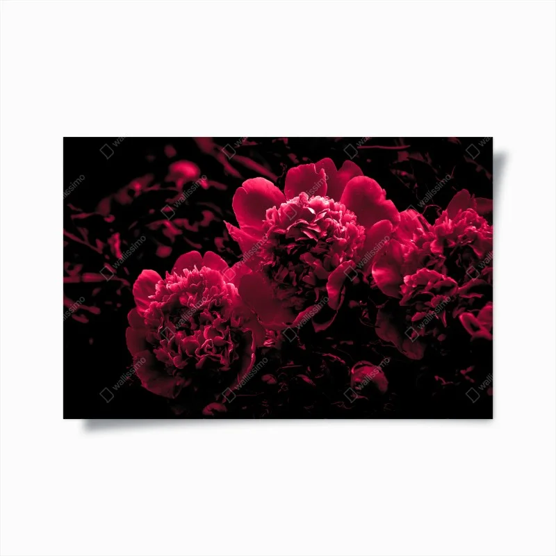 Poster peonie rosse in controluce
