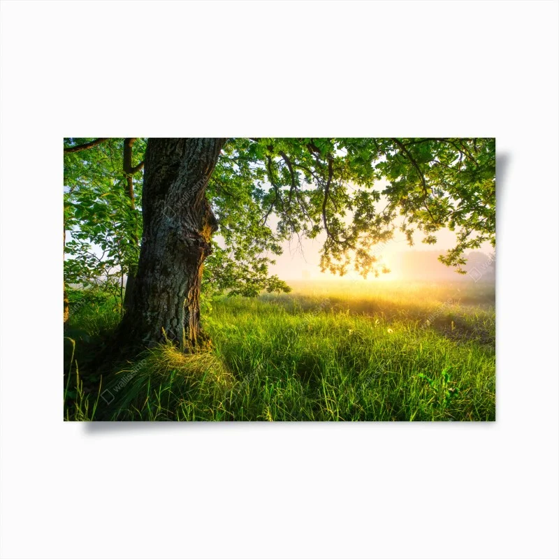 Poster quercia maestosa al mattino dorato