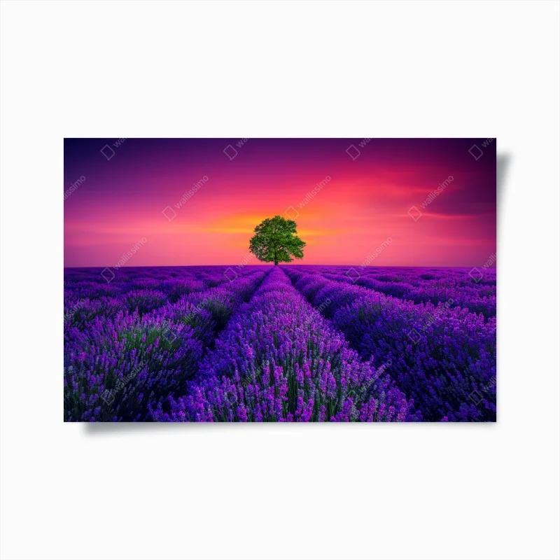Poster albero solitario nel campo di lavanda al tramonto