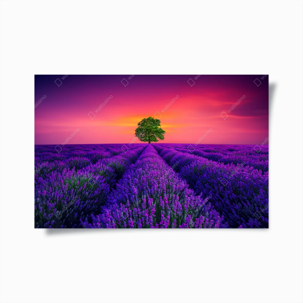 Poster albero solitario nel campo di lavanda al tramonto • Wallissimo® Poster albero solitario nel campo di lavanda al tramonto • Wallissimo®