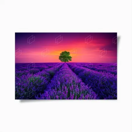 Poster albero solitario nel campo di lavanda al tramonto • Wallissimo®
