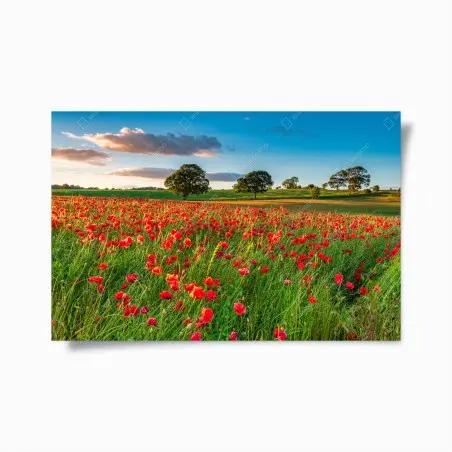 Poster campo di papaveri a Corbridge, Northumberland • Wallissimo®