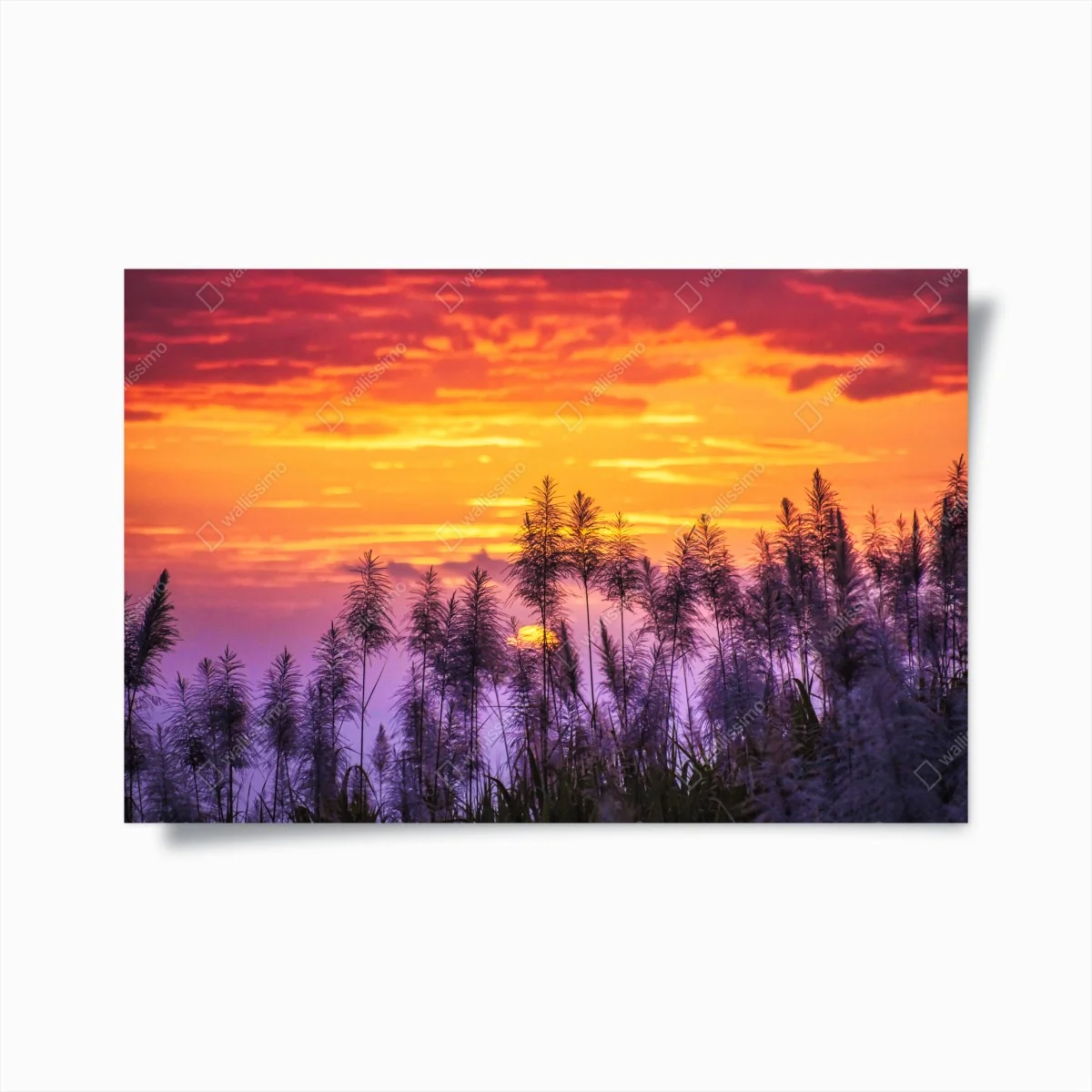 Poster tramonto dorato tra le canne • Wallissimo® Poster tramonto dorato tra le canne • Wallissimo®