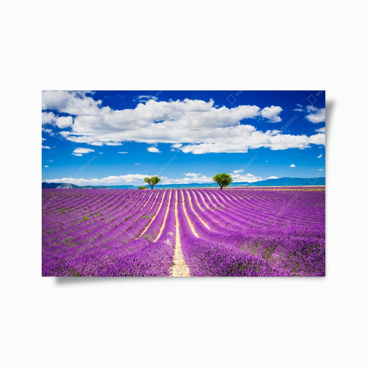 Poster campo di lavanda a Valensole, Provenza • Wallissimo® Poster campo di lavanda a Valensole, Provenza • Wallissimo®
