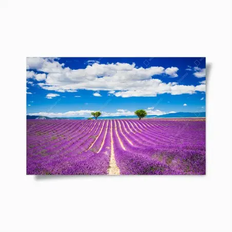 Poster campo di lavanda a Valensole, Provenza • Wallissimo®
