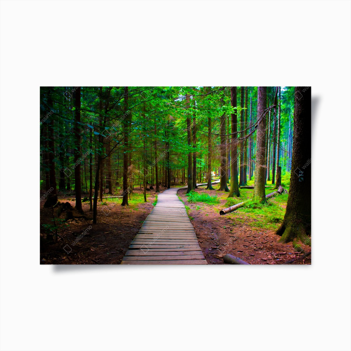 Poster sentiero nel bosco verde • Wallissimo®