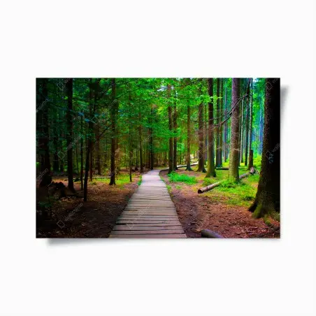 Poster sentiero nel bosco verde • Wallissimo®