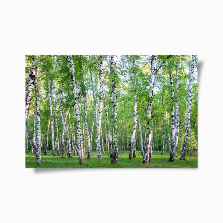 Poster bosco di betulle estivo: luce e freschezza • Wallissimo®