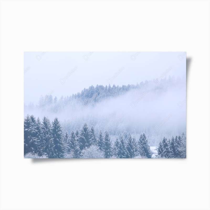 Poster nebbia sulla foresta di conifere innevata