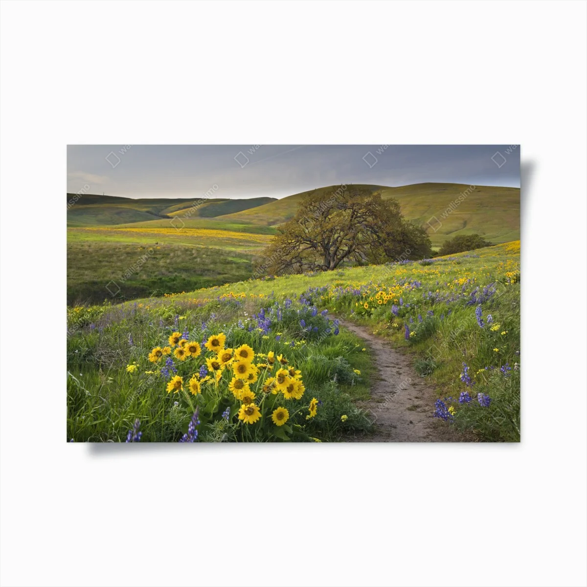 Poster sentiero tra i fiori selvatici sulle colline • Wallissimo® Poster sentiero tra i fiori selvatici sulle colline • Wallissimo®