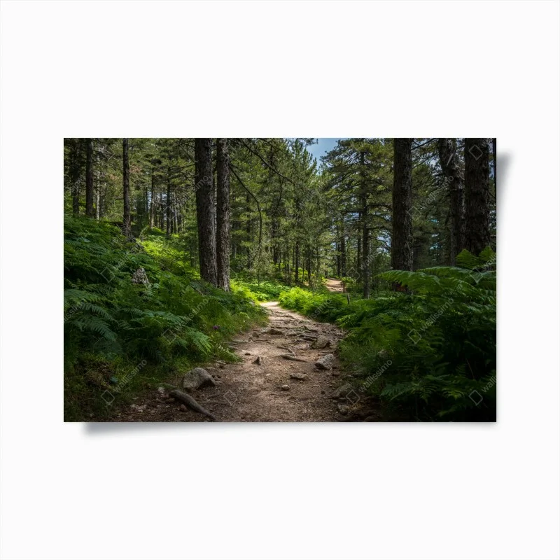 Poster sentiero silenzioso nel bosco