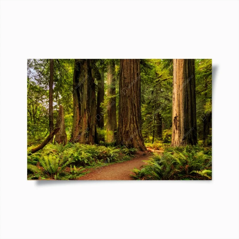 Poster silenzio tra le sequoie della California