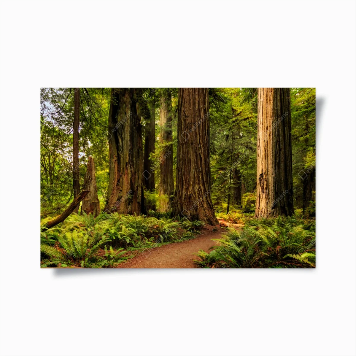 Poster silenzio tra le sequoie della California • Wallissimo® Poster silenzio tra le sequoie della California • Wallissimo®