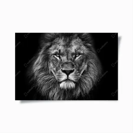 Poster ritratto maestoso di leone in bianco e nero • Wallissimo®