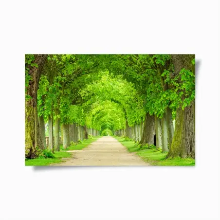 Poster viale alberato a volta di foglie • Wallissimo®