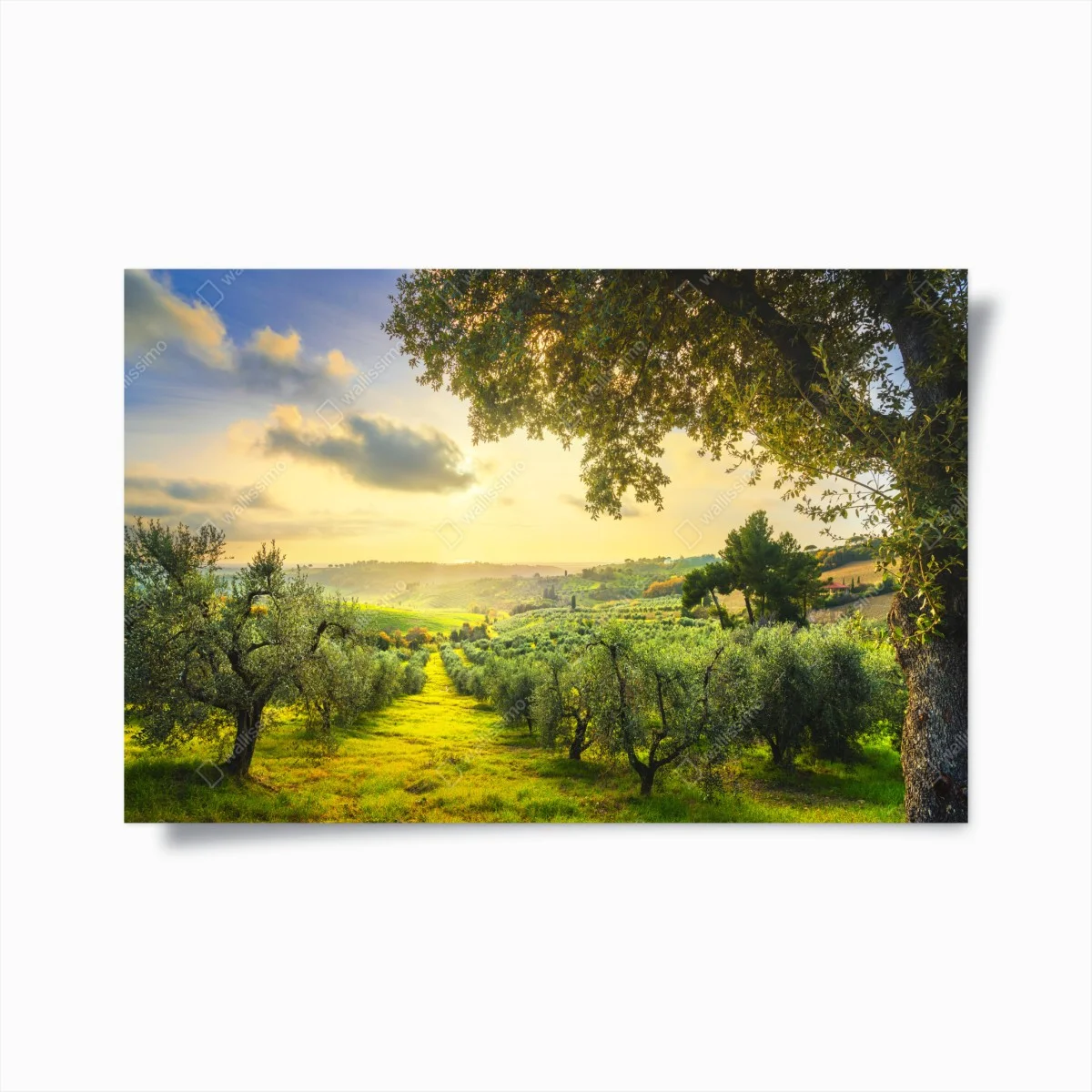 Poster tramonto tra gli ulivi della Maremma Toscana • Wallissimo® Poster tramonto tra gli ulivi della Maremma Toscana • Wallissimo®