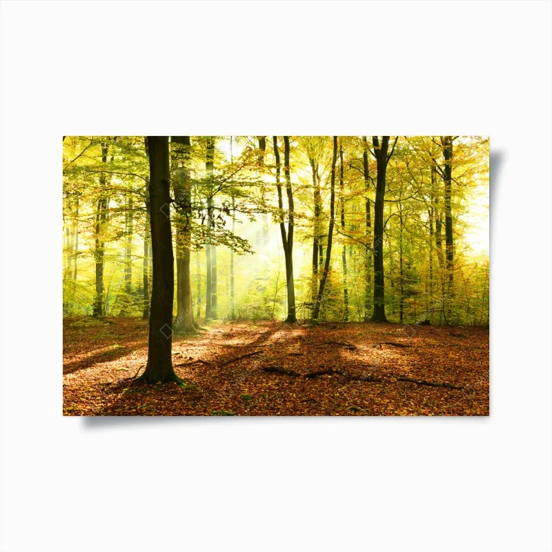 Poster mattina d'autunno nel bosco dorato