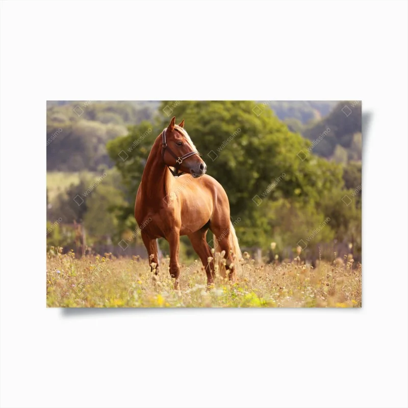 Poster elegante cavallo castano al pascolo