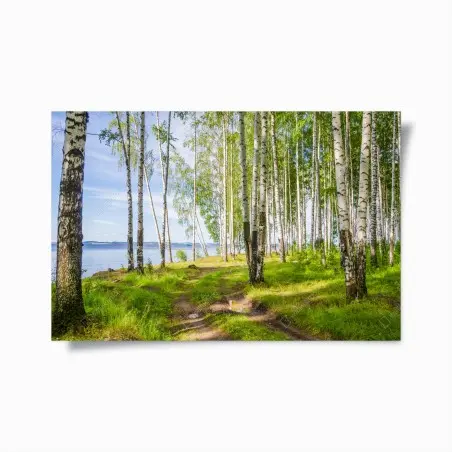 Poster bosco di betulle in riva al fiume • Wallissimo®