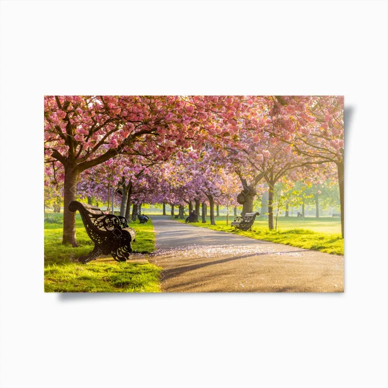 Poster viale di ciliegi in fiore al tramonto