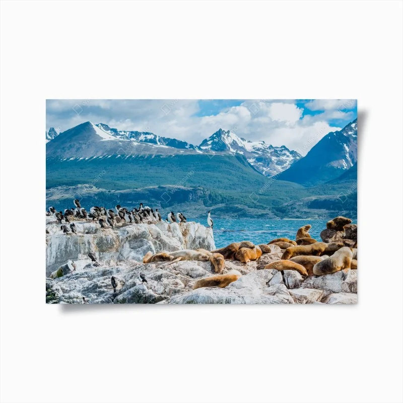 Poster colonia di leoni marini tra rocce e montagne