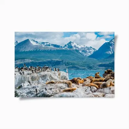 Poster colonia di leoni marini tra rocce e montagne • Wallissimo®
