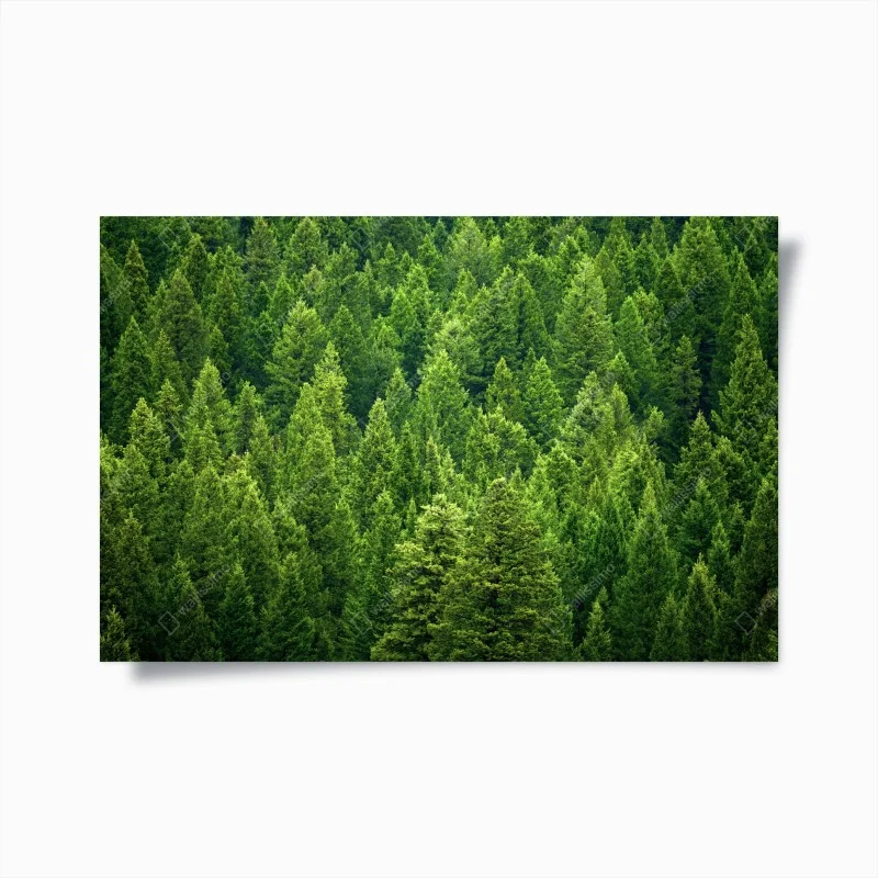 Poster foresta di pini smeraldo