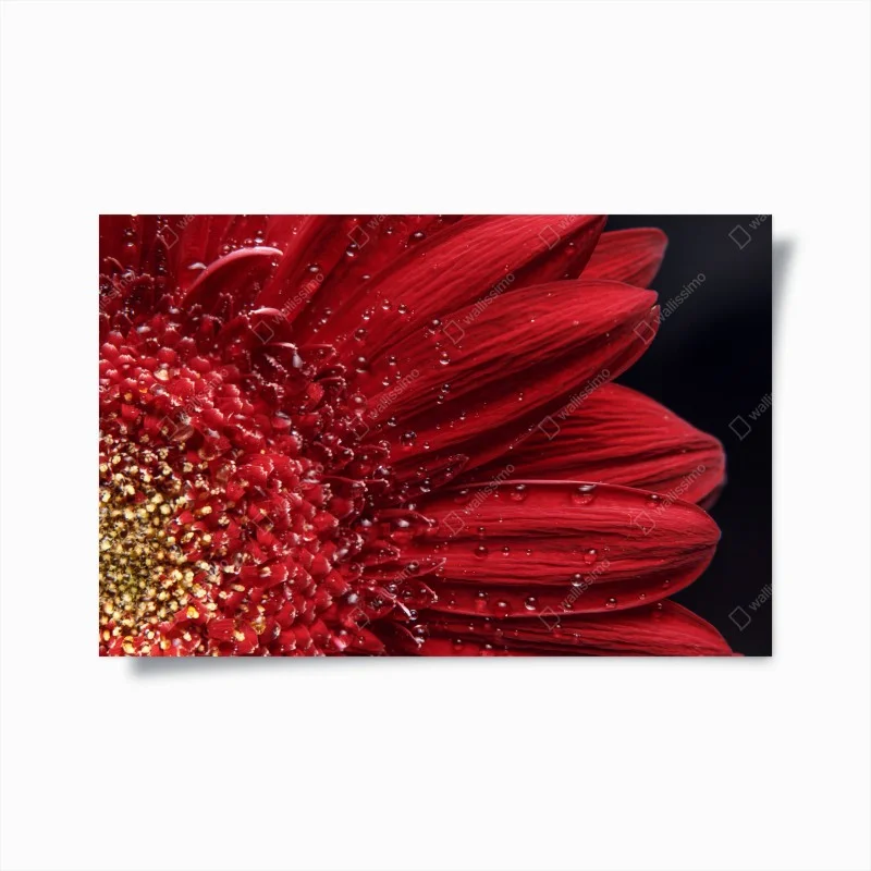 Poster gerbera rossa in macro con gocce di rugiada