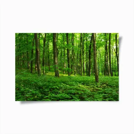 Poster raggi di sole nella foresta primaverile • Wallissimo®
