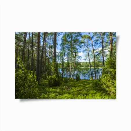 Poster bosco di pini sul lago estivo • Wallissimo®