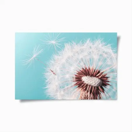 Poster soffione delicato su sfondo turchese • Wallissimo®
