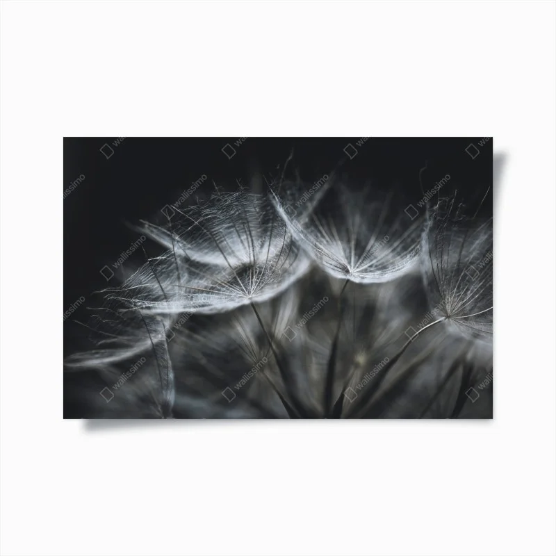 Poster soffione in macro: leggerezza e dettagli