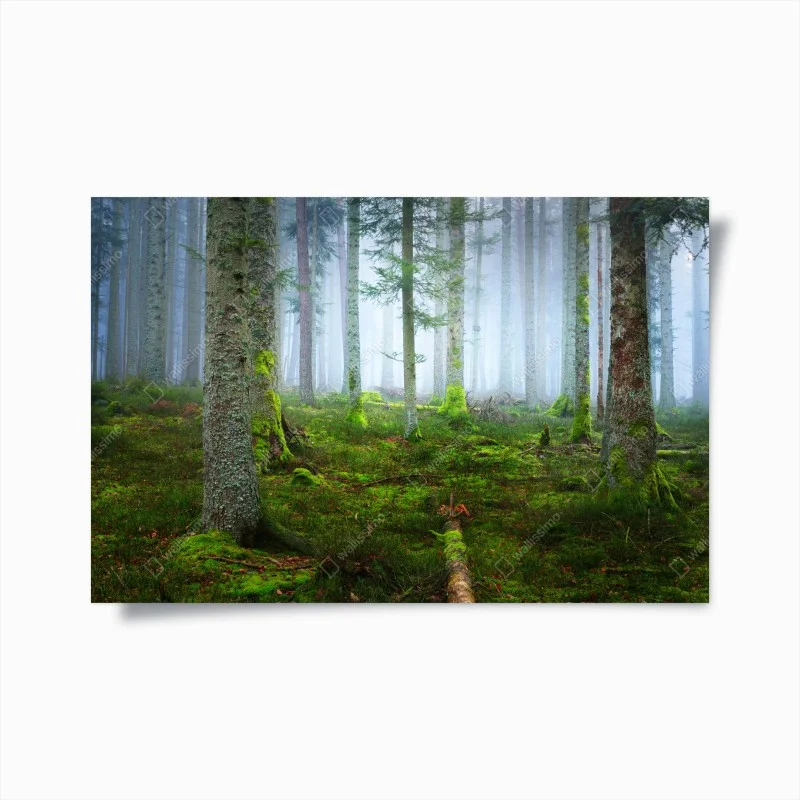 Poster foresta nebbiosa con tappeto di muschio, Alsazia