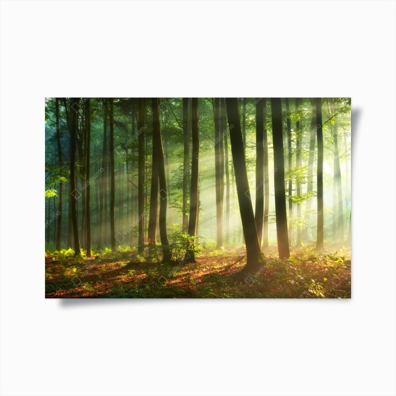 Poster mattina dorata nel bosco