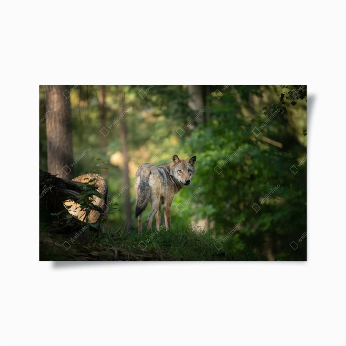 Poster sguardo del lupo nella foresta • Wallissimo® Poster sguardo del lupo nella foresta • Wallissimo®