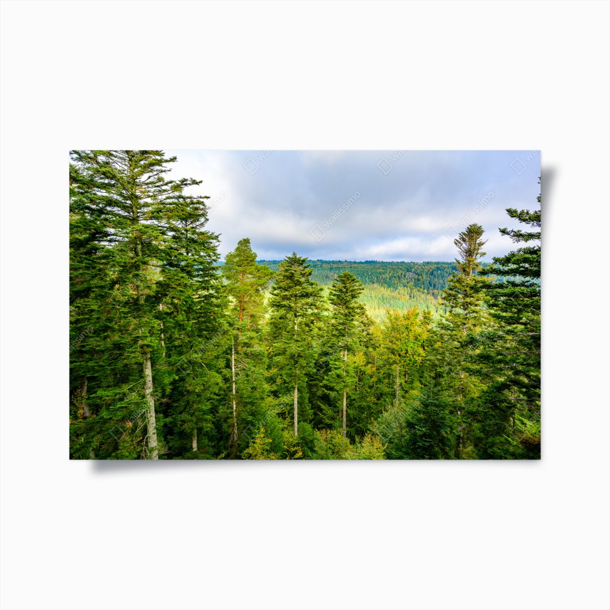Poster panorama autunnale della Foresta Nera • Wallissimo®