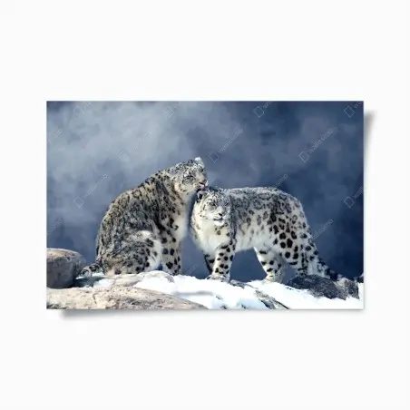 Poster intimità alpina: leopardi delle nevi in coppia • Wallissimo®