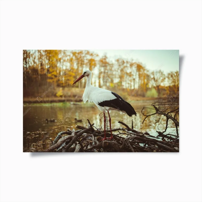 Poster cicogna solitaria al lago in autunno