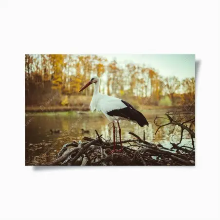Poster cicogna solitaria al lago in autunno • Wallissimo®